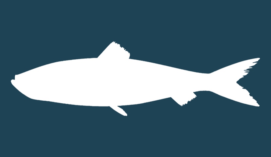 Atlantic herring