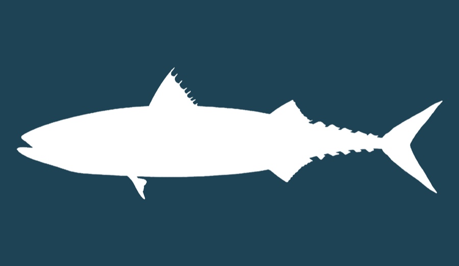 Atlantic mackerel