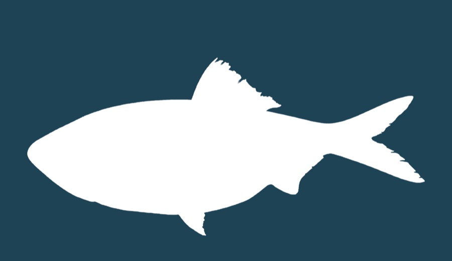 Atlantic menhaden